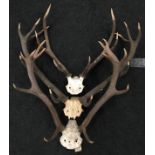 Three pairs of mounted animal antlers.