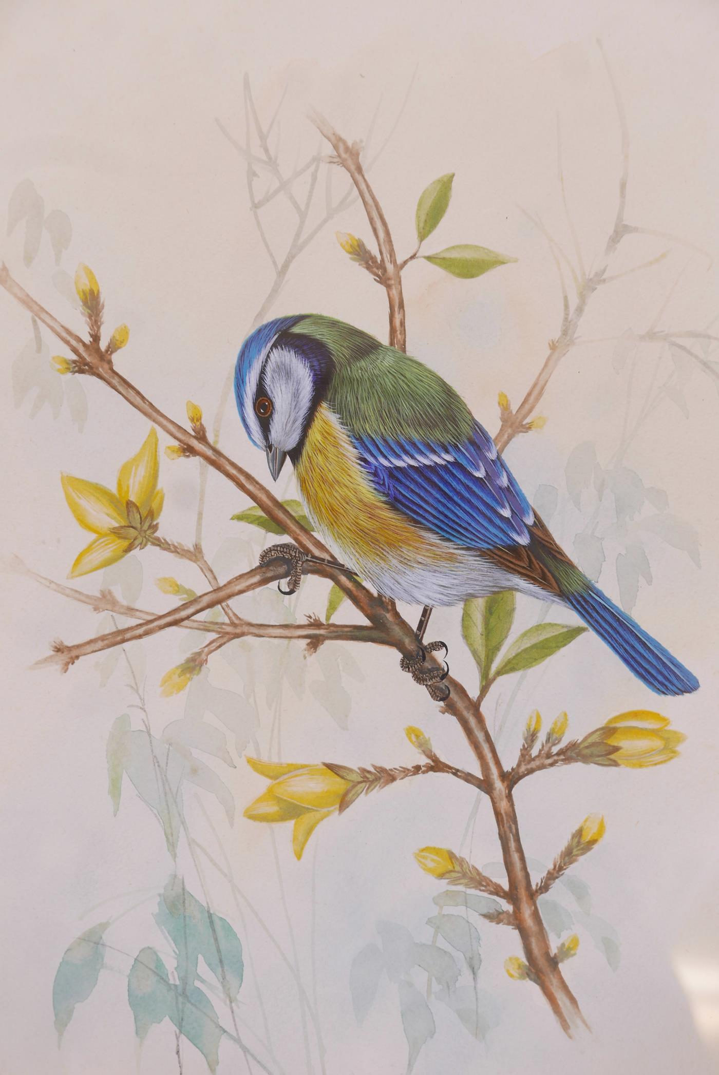 Three watercolour and gouache ornithological studies, a bald eagle, blue heron and great tit, signed - Image 3 of 6