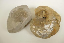 An ammonite fossil and another fossilised rock, 9" diameter