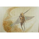 A watercolour drawing of a locust, signed Laura, 23" x 19"