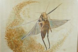 A watercolour drawing of a locust, signed Laura, 23" x 19"