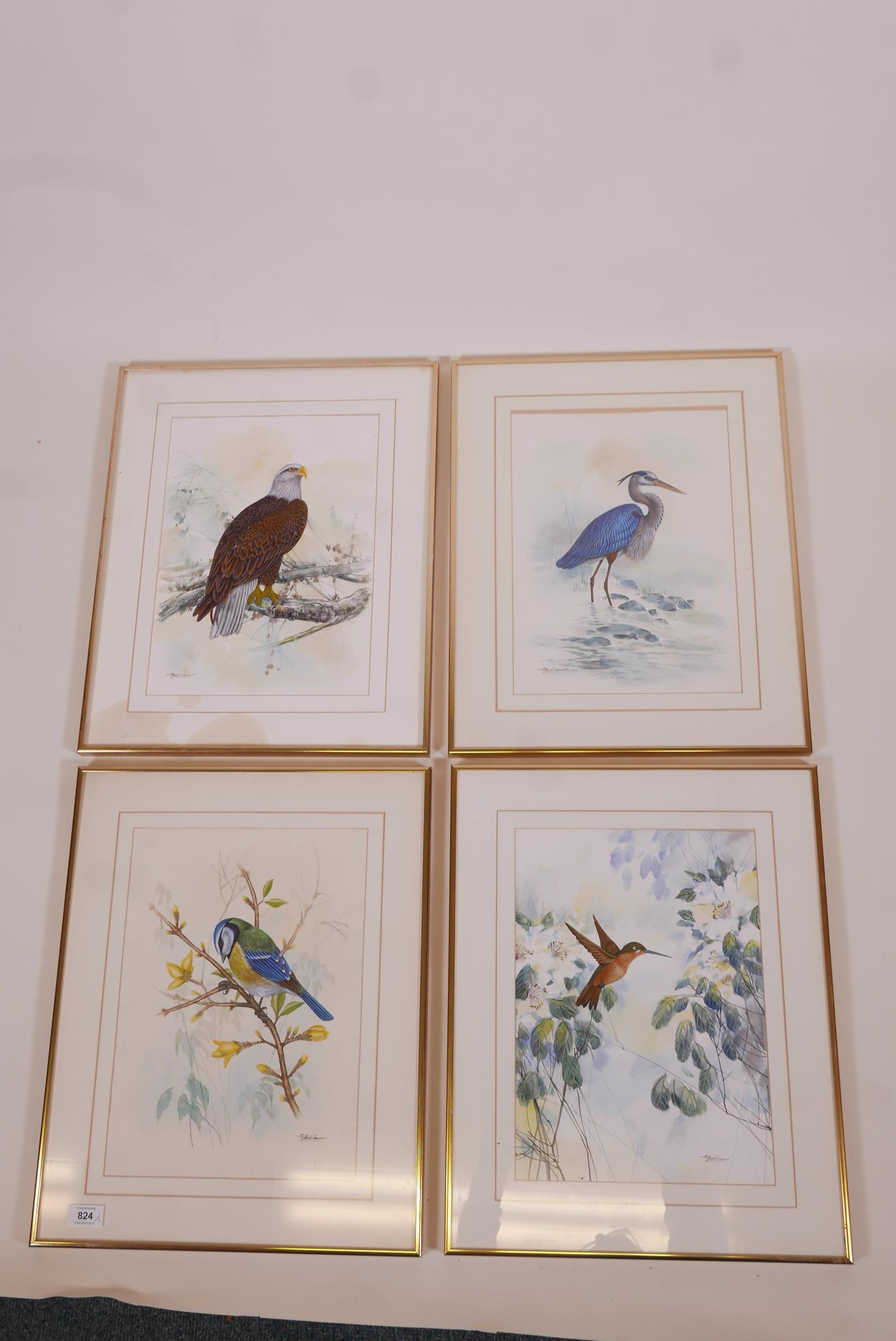 Three watercolour and gouache ornithological studies, a bald eagle, blue heron and great tit, signed - Image 6 of 6