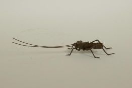 A Japanese Jizai style bronzed metal cricket, with articulated limbs and antennae, 6½" long