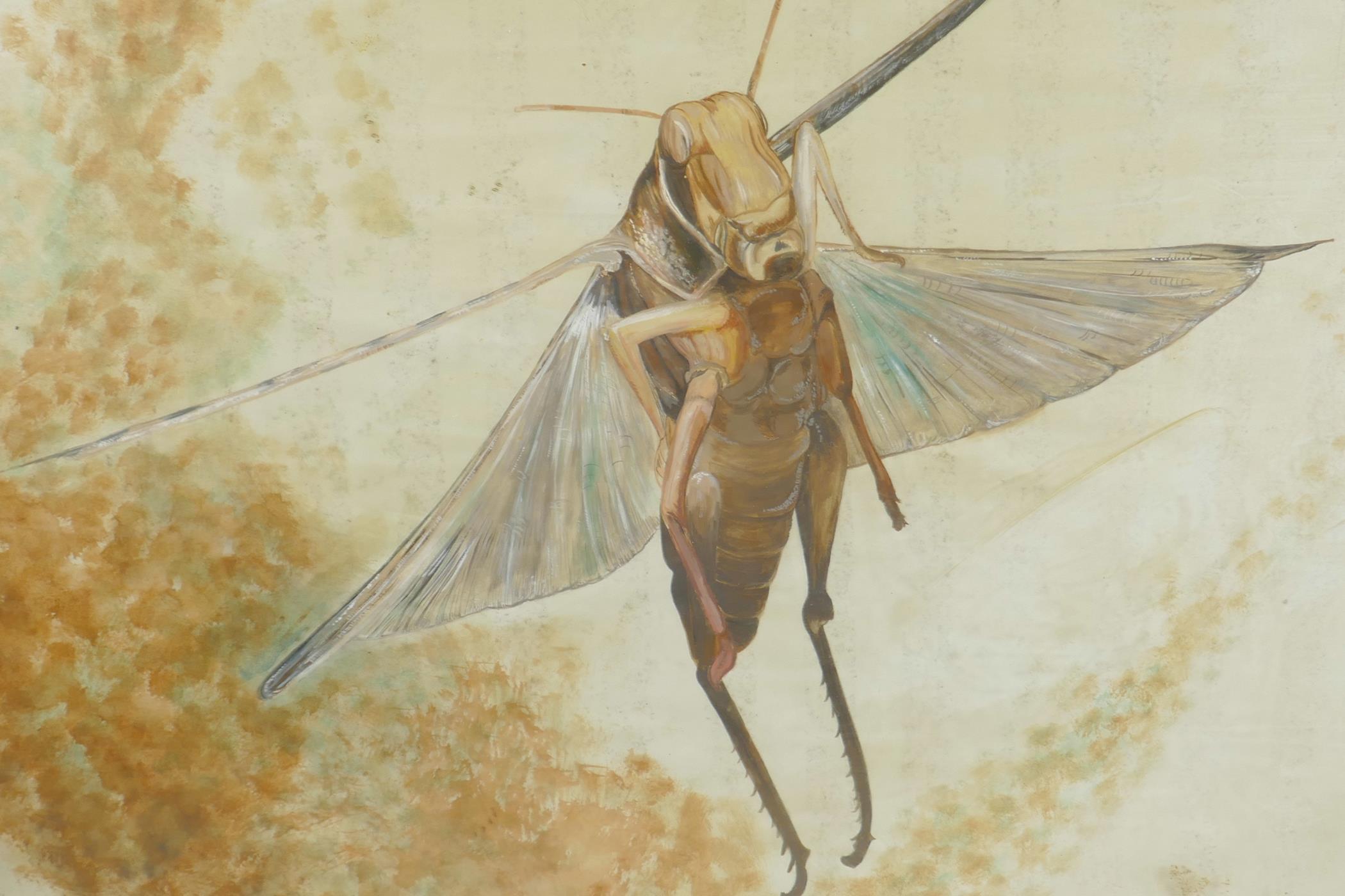 A watercolour study of a locust, signed Laura, 23" x 19" - Image 2 of 3