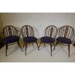 A set of four Ercol stained beech dining chairs, one carver, 32" high