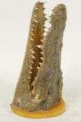 Taxidermy, a mounted crocodile/cayman head, 8" long