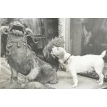 A quantity of black and white animal photographs from various 'Nikon Press Photographer of the