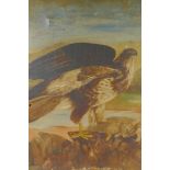 A study of a peregrine falcon and its prey, C19th, oil on canvas, 20" x 24", A/F