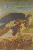 A study of a peregrine falcon and its prey, C19th, oil on canvas, 20" x 24", A/F