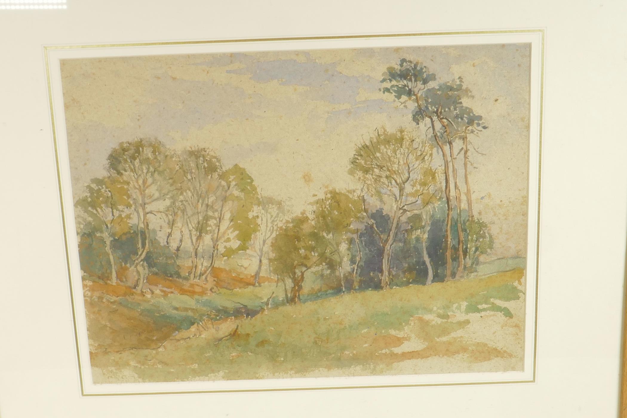 A watercolour of a woodland grove (possibly Australian), 15" x 11" - Image 3 of 3