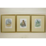 A. Thorburn, three colour prints of birds including a herring gull, tawny owl and chiffchaff,