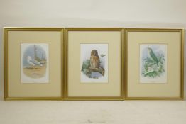 A. Thorburn, three colour prints of birds including a herring gull, tawny owl and chiffchaff,