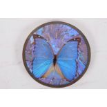 A wall mounted butterfly plaque, 6½" diameter