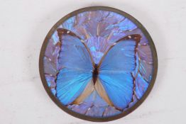 A wall mounted butterfly plaque, 6½" diameter