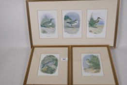 Five coloured engravings of British birds after Archibald Thorburn, 'Common sandpiper', Kentish