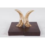 A pair of antique boar tusk and hardwood book ends, 7" high