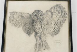 A. Hugh Fisher, a good pencil drawing of a hovering owl, signed, 10" square