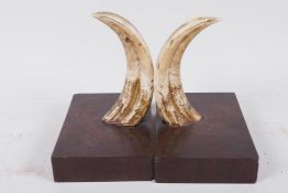 A pair of antique boar tusk and hardwood book ends, 7" high