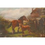 Mare and foal by a paddock gate, signed V.T. Grey, oil on canvas, A/F, 22" x 16"