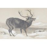 A charcoal and bodycolour drawing of a calling red deer stag beside a Highland loch, signed C.M.