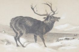 A charcoal and bodycolour drawing of a calling red deer stag beside a Highland loch, signed C.M.