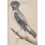 An C18th hand coloured engraving, ornithological study, published F.P. Nodder & Co, 1796, 7" x 4",