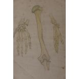 Mary W. Johnstone, early C20th, four mounted anatomical pencil and watercolour studies, E.S.K. blind