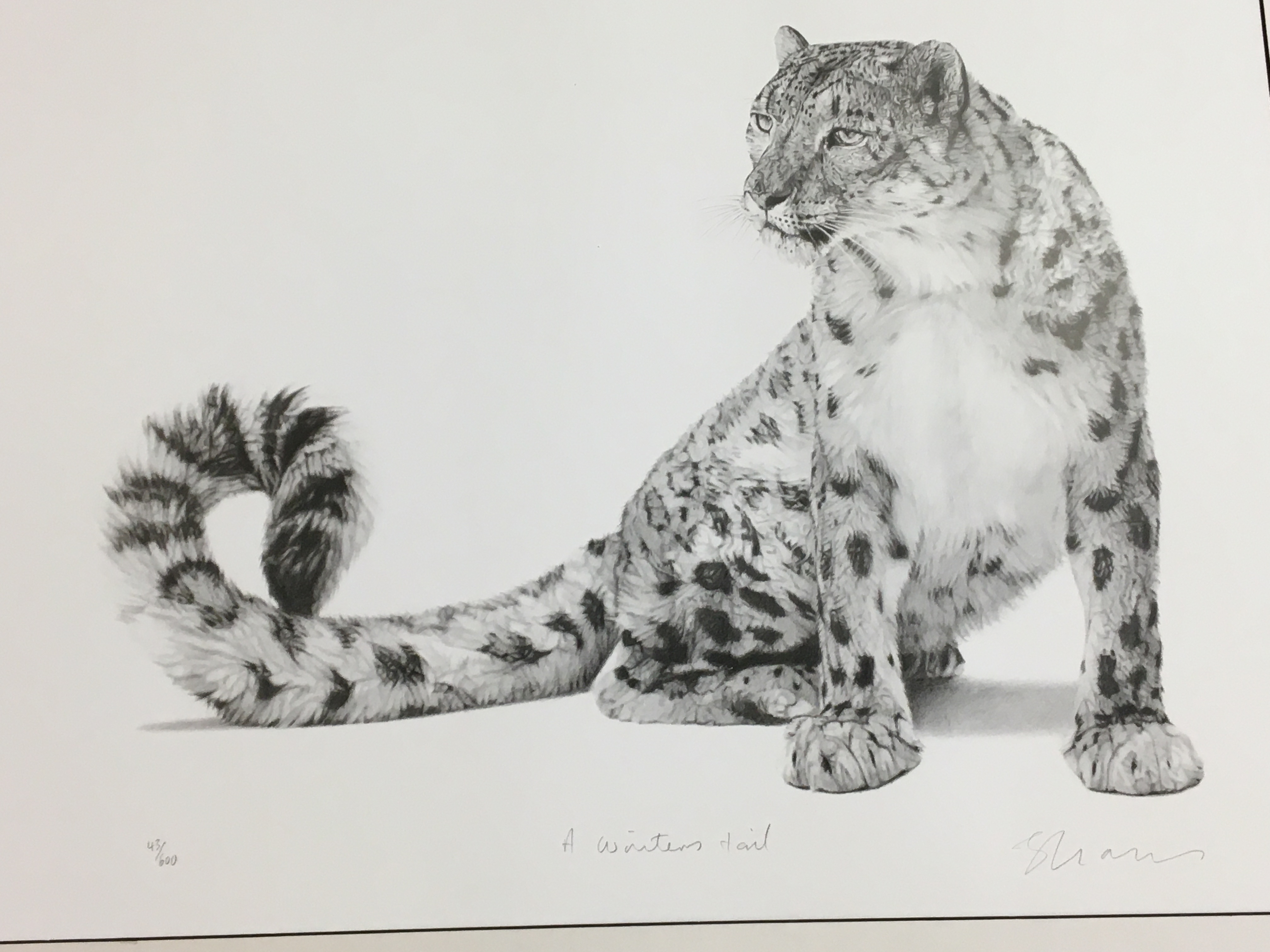 Limited Edition print of a Snow Leopard, 43/600, 23" x 18"