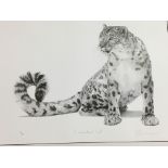 Limited Edition print of a Snow Leopard, 43/600, 23" x 18"