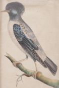 An C18th hand coloured engraving, ornithological study, published F.P. Nodder & Co, 1796, 7" x 4",