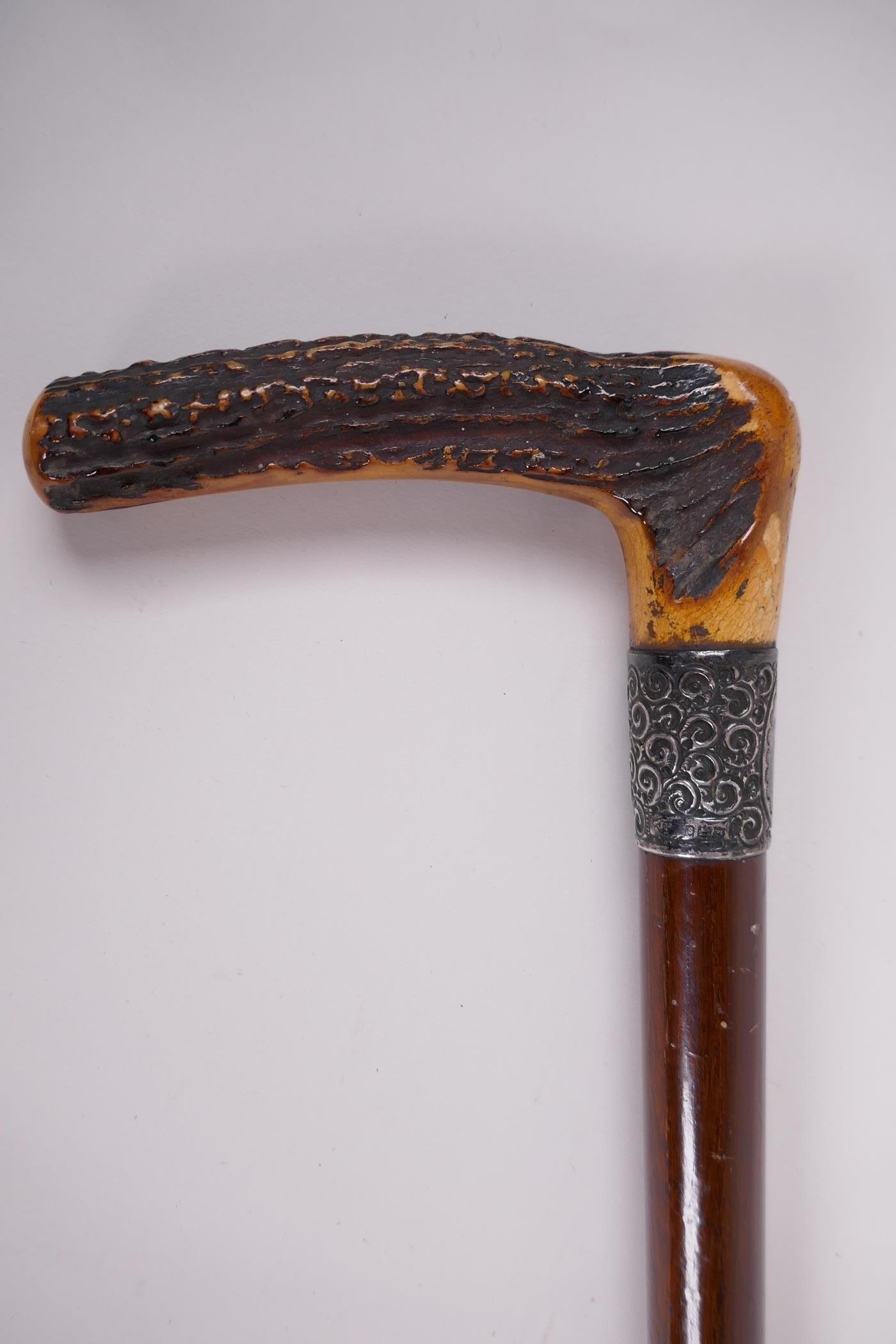 A hardwood walking stick with antler handle and hallmarked silver ferule, 36" long - Image 2 of 3