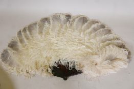 An early C20th ostrich feather fan with faux tortoiseshell blades, with original dilapidated box,