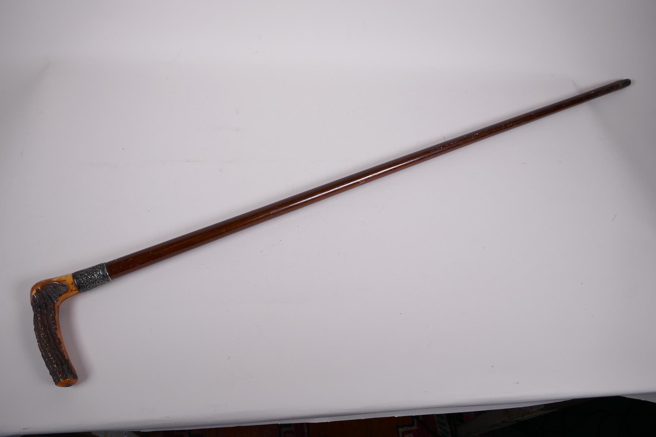 A hardwood walking stick with antler handle and hallmarked silver ferule, 36" long