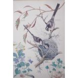 Marjorie Blamey, set of four botanical prints, birds, fruits and flowers, 9" x 12"