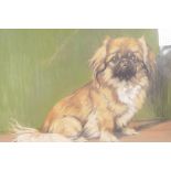 Portrait of a Pekingese dog, indistinctly signed, pastel drawing, 16" x 18"