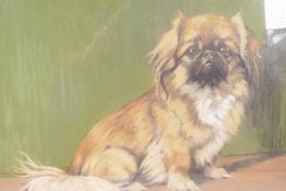 Portrait of a Pekingese dog, indistinctly signed, pastel drawing, 16" x 18"