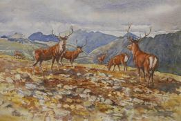 James B. Kinnes, Red Deer Stags, Letterewe & Fisherfield Forest, Rosshire, 1990, watercolour, signed