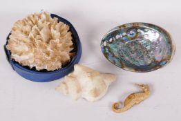 Four marine collectables, an abalone shell, seahorse, Madagascar shell and one other