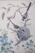 Marjorie Blamey, set of four botanical prints, birds, fruits and flowers, 9" x 12"