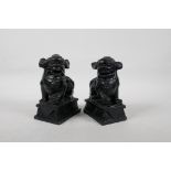 A pair of Chinese black soapstone carvings of temple lions, 6" high