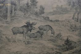 Axel Osterberg, (Swedish, C19th), moose grazing, etching signed in pencil, 19" x 14"