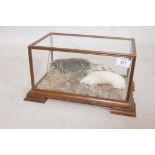 A taxidermy diorama with an albino mole and another, in a glass case, A/F, 14" x 9" x 8"