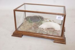 A taxidermy diorama with an albino mole and another, in a glass case, A/F, 14" x 9" x 8"