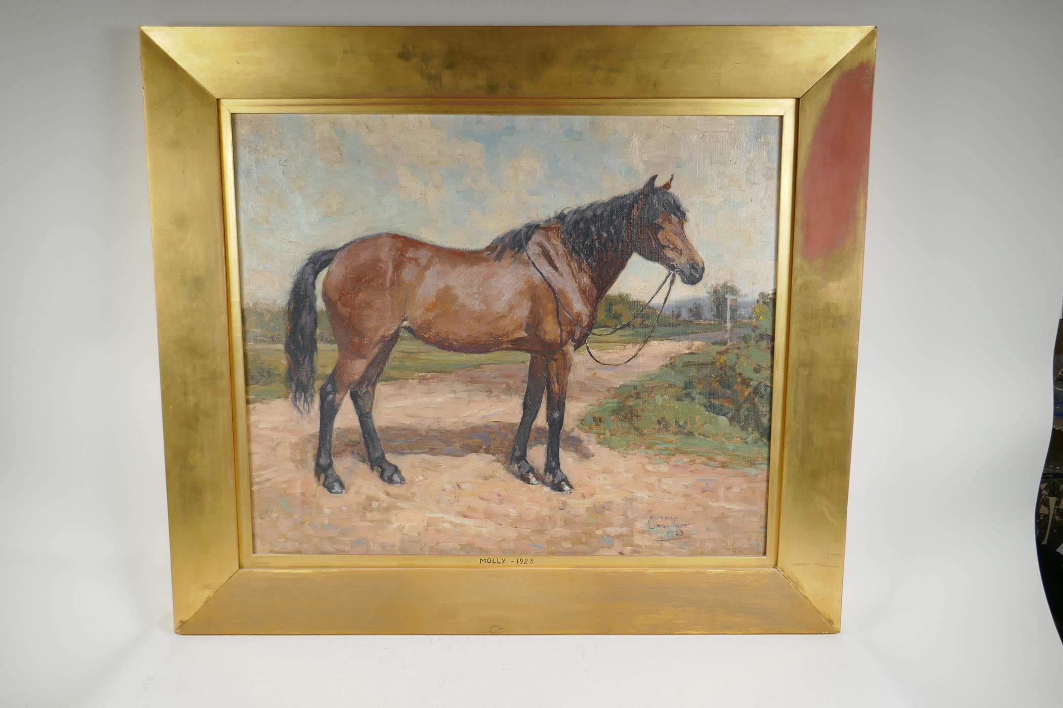Murray McNeal Caird Urquhart, Scottish, Molly-1923, study of a horse, oil on canvas, 24" x 20" - Image 2 of 5