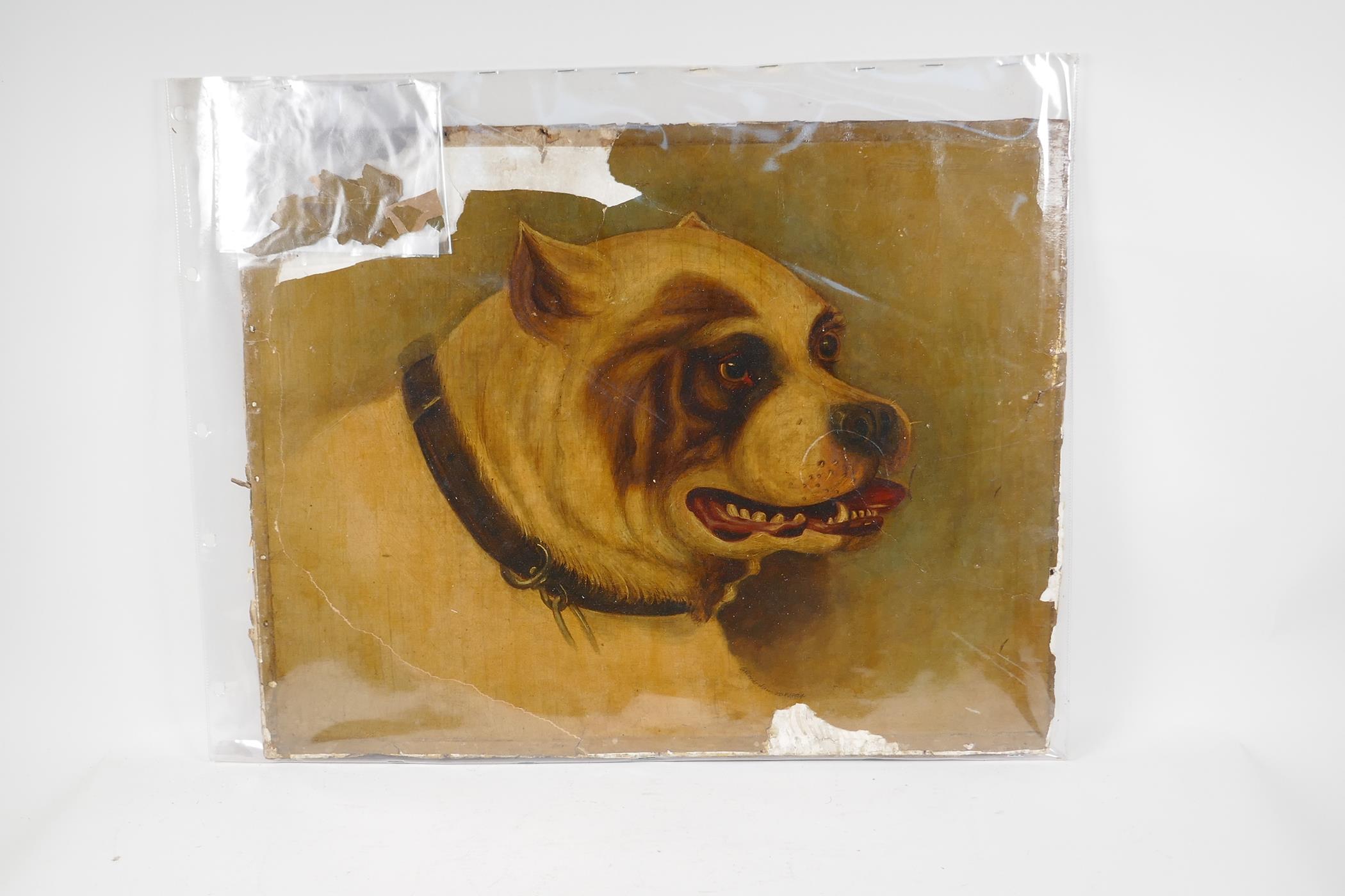 A portrait of a dog, signed "Weeks", 1864, unframed oil on card, A/F, 17" x 22" - Image 4 of 7