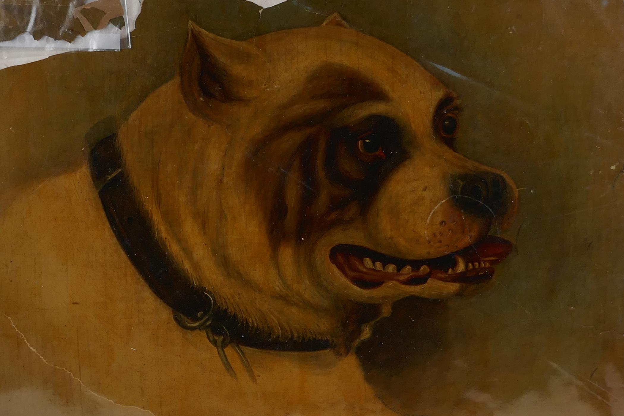 A portrait of a dog, signed "Weeks", 1864, unframed oil on card, A/F, 17" x 22" - Image 2 of 7