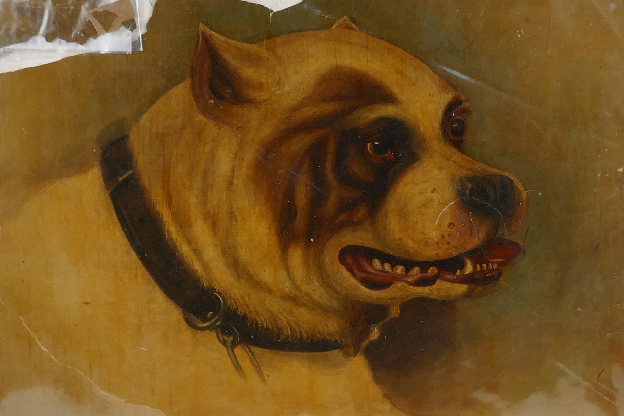 A portrait of a dog, signed "Weeks", 1864, unframed oil on card, A/F, 17" x 22"
