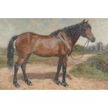 Murray McNeal Caird Urquhart, Scottish, Molly-1923, study of a horse, oil on canvas, 24" x 20"