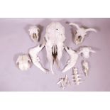 A collection of animal skulls, largest 20" long
