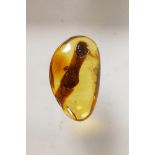A Baltic amber inclusion, 1" long in a display case